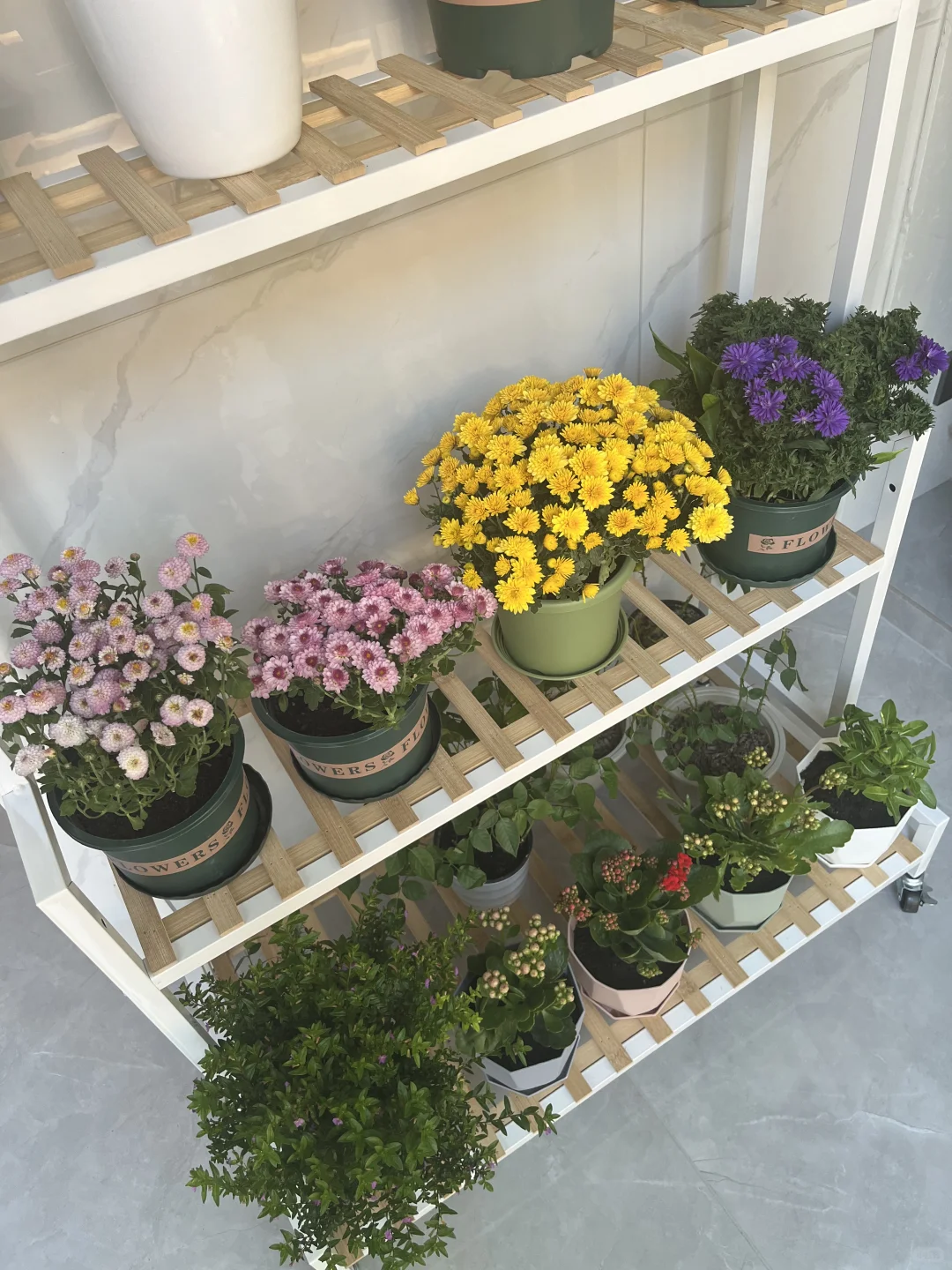 我的阳台小花???！