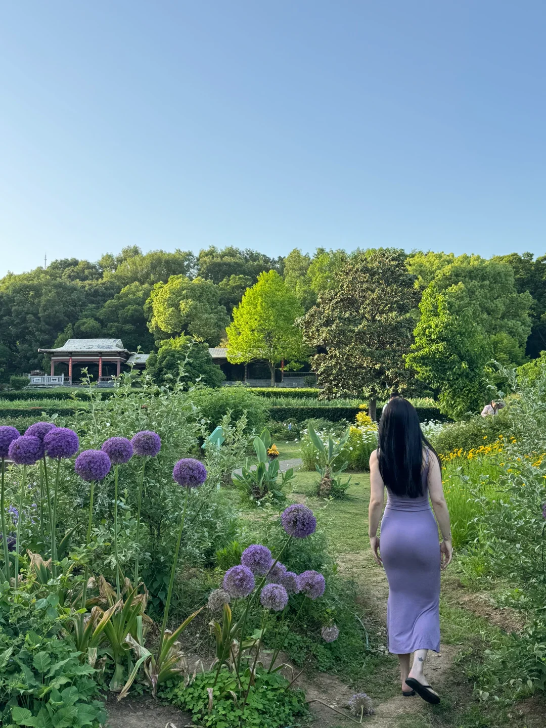 live图｜南京植物园，原来大葱花可以这么美