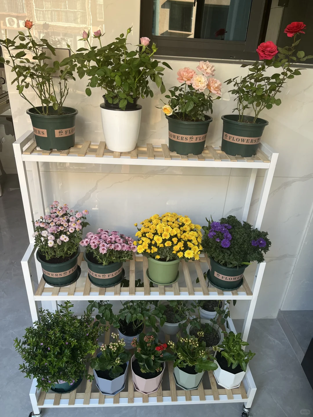 我的阳台小花???！