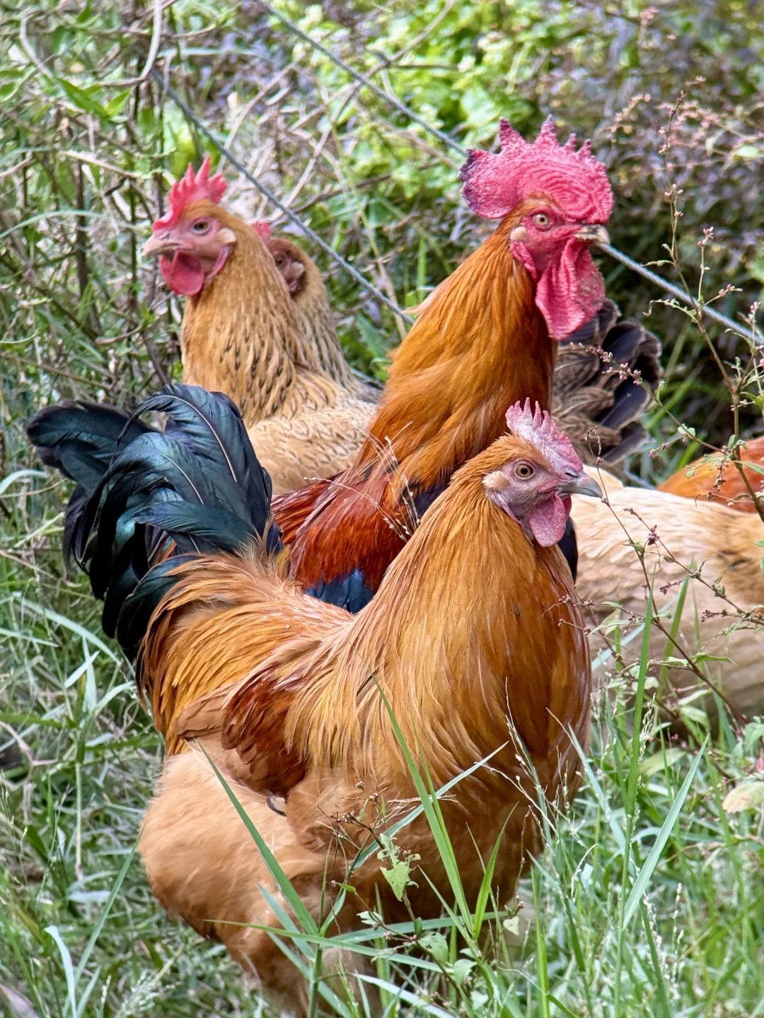 看到走地鸡就想吃的请点赞！高端食材谁不爱