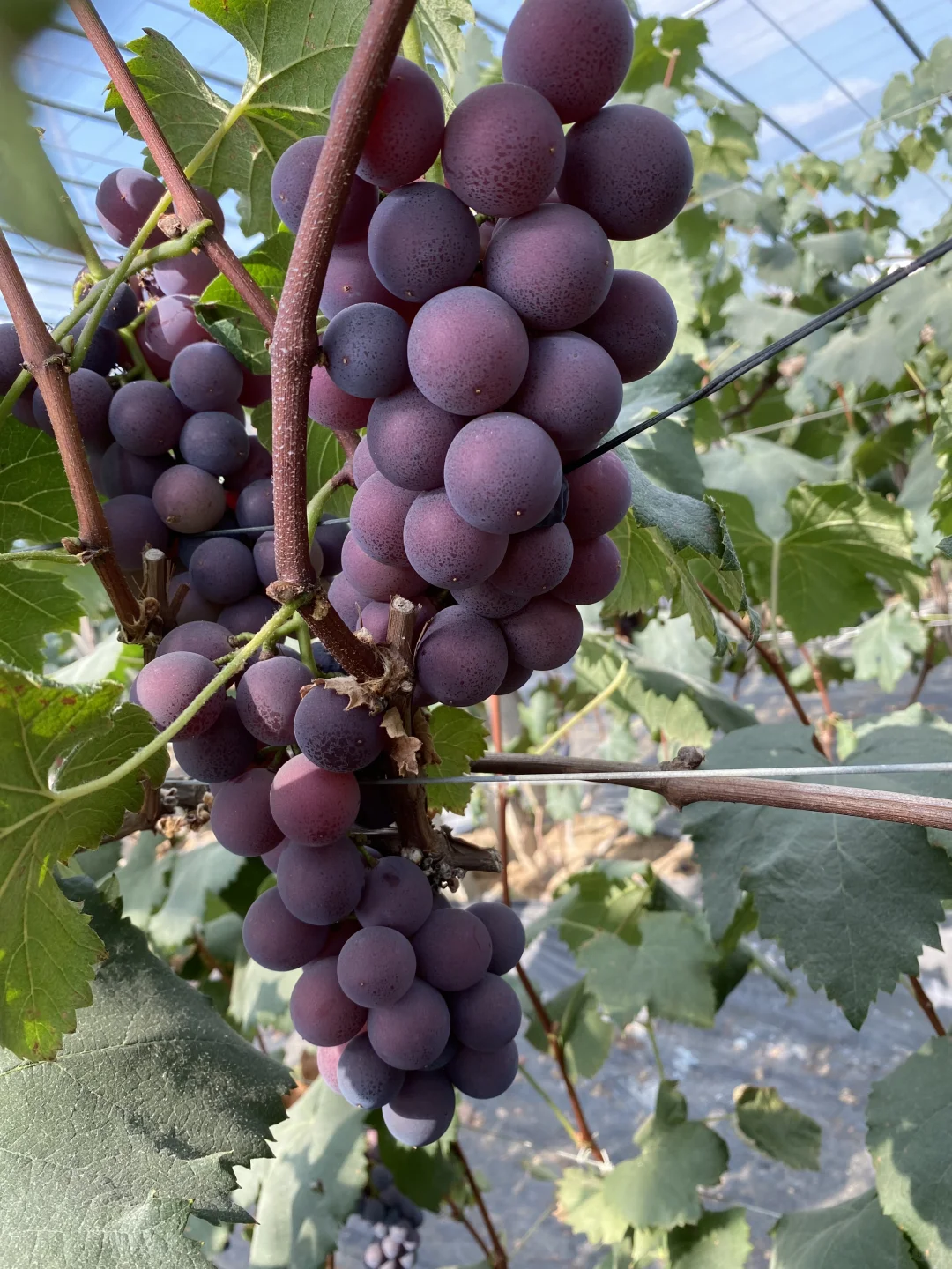 要巨峰葡萄苗子的家人，在哪里？