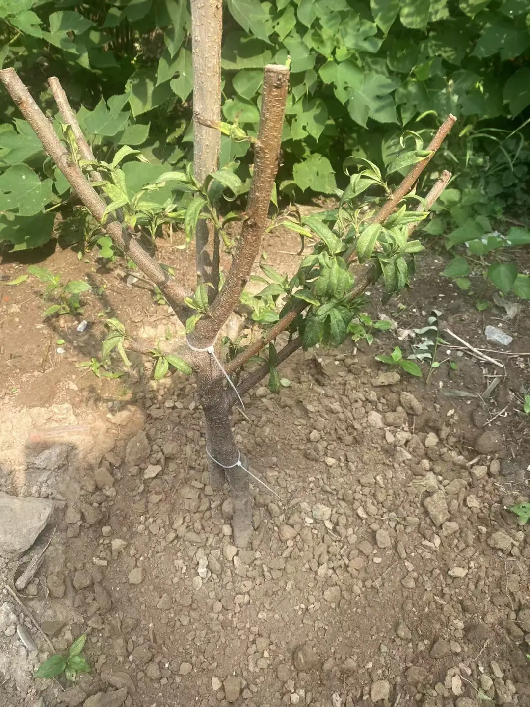 怎么种桃树啊？？？