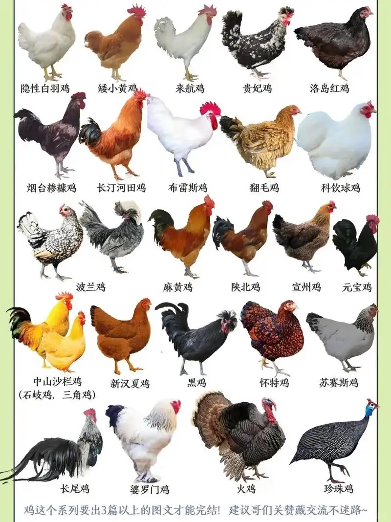 鸡种图鉴三：不止是美味，更是基因库