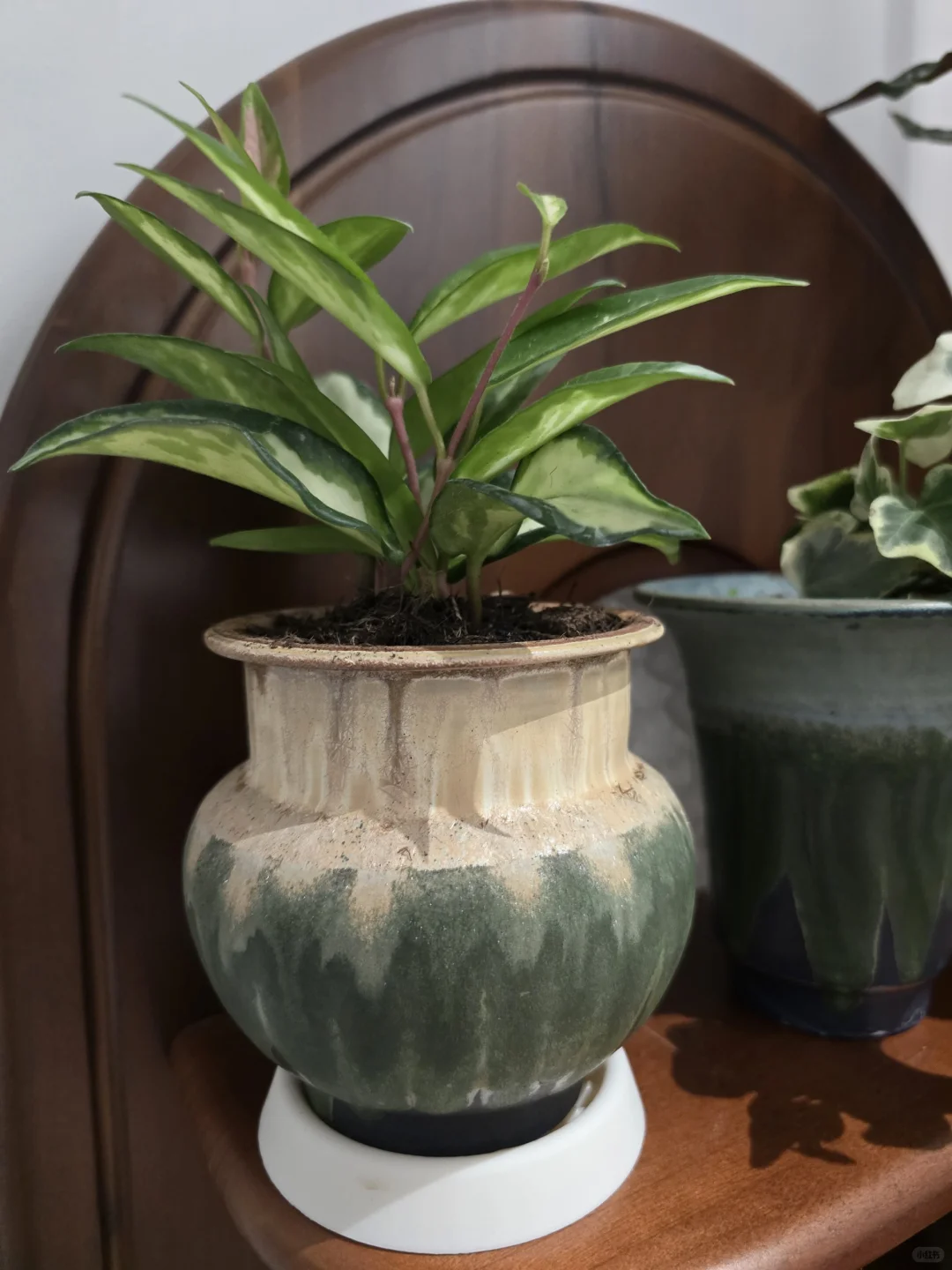 你们买花花了多少钱了