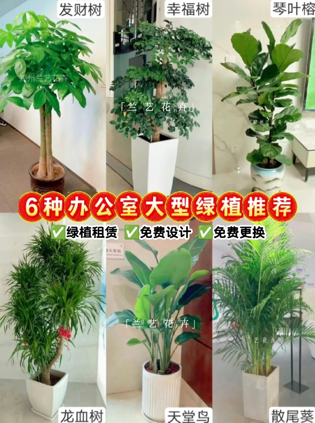 12种办公室大型绿植推荐｜寓意+养护指南