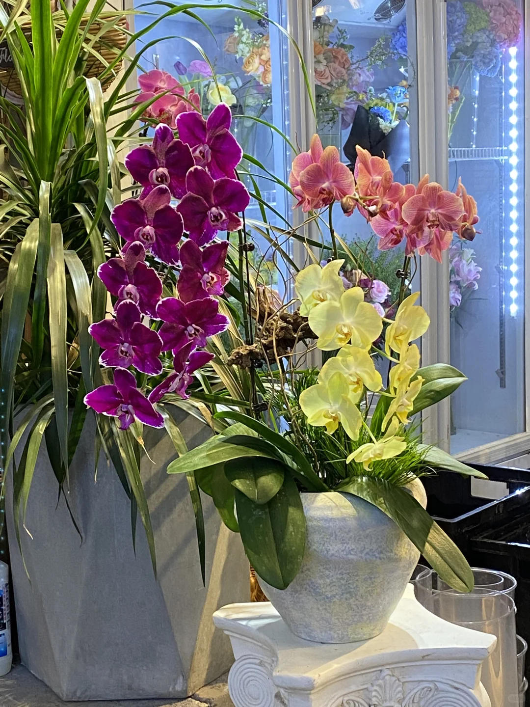 又是满满当当｜蝴蝶兰绿植上新?｜北京花店