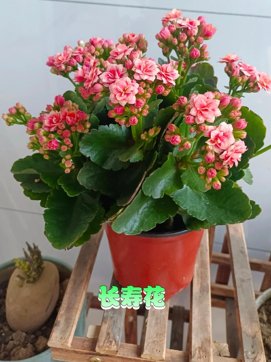 超级适合懒人的6种阳台晒不死渴不死的盆栽