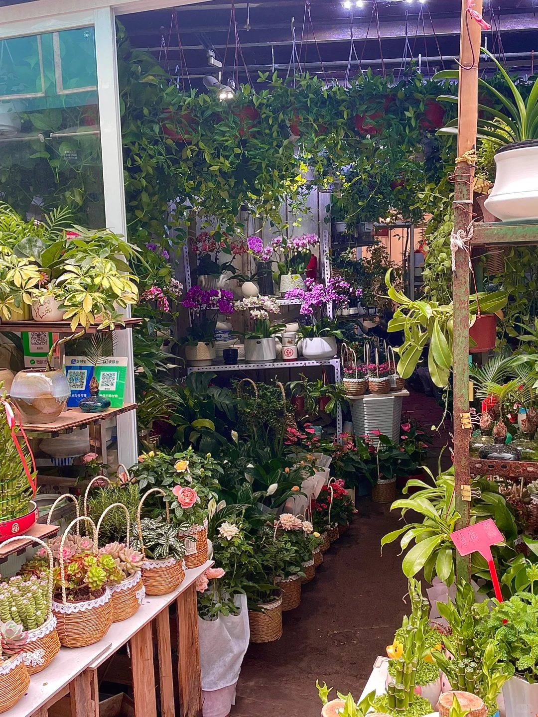 南昌这个花鸟市场也太好逛啦吧