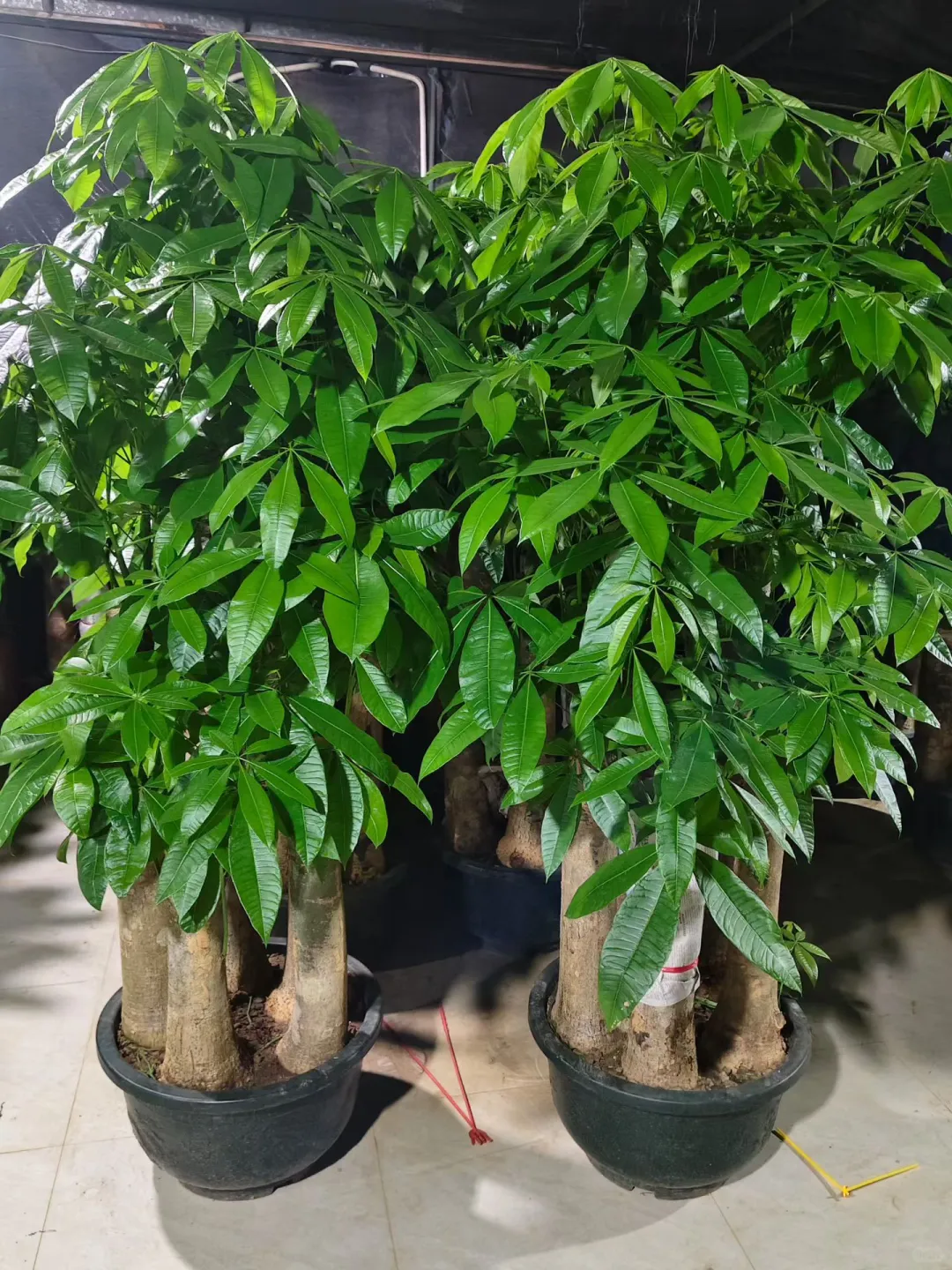 深圳绿植租赁批发，可上门设计出方案。