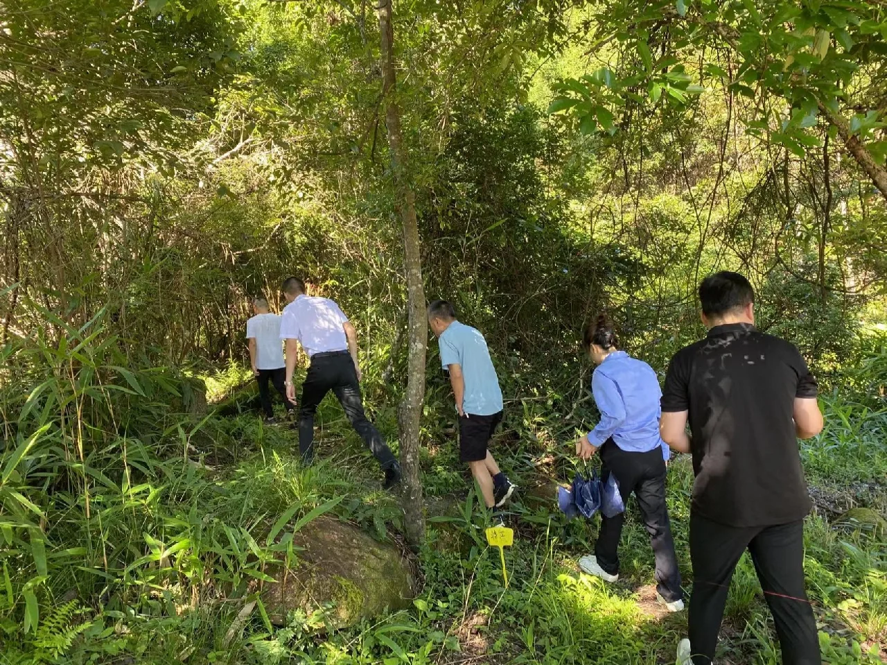 林下经济-常口黄精