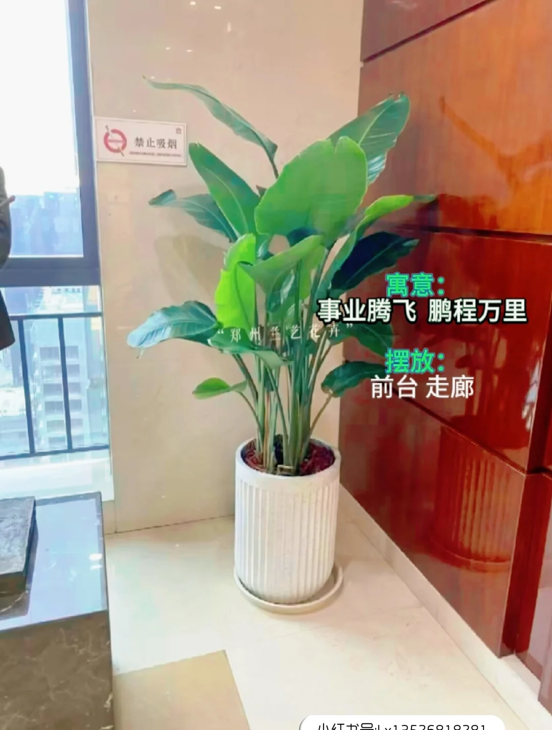 12种办公室大型绿植推荐｜寓意+养护指南