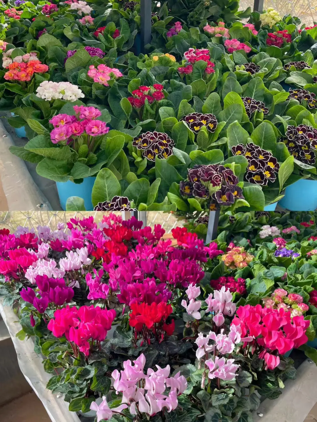 黑五闭眼入的「治愈系绿植」，虹越这波太香了