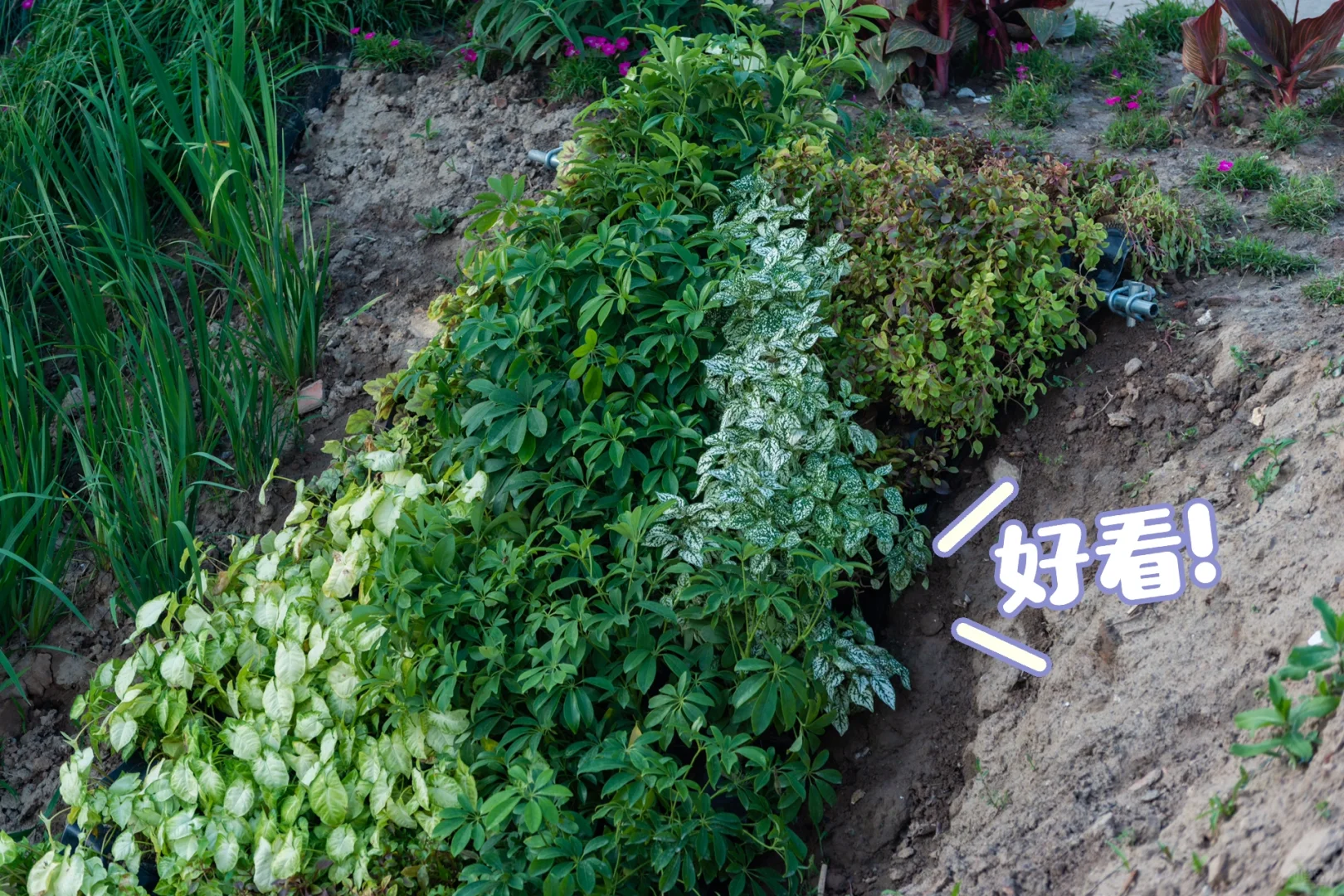 我们在做一种很新的生态修复