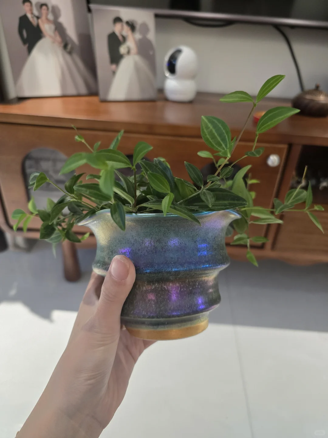 你们买花花了多少钱了