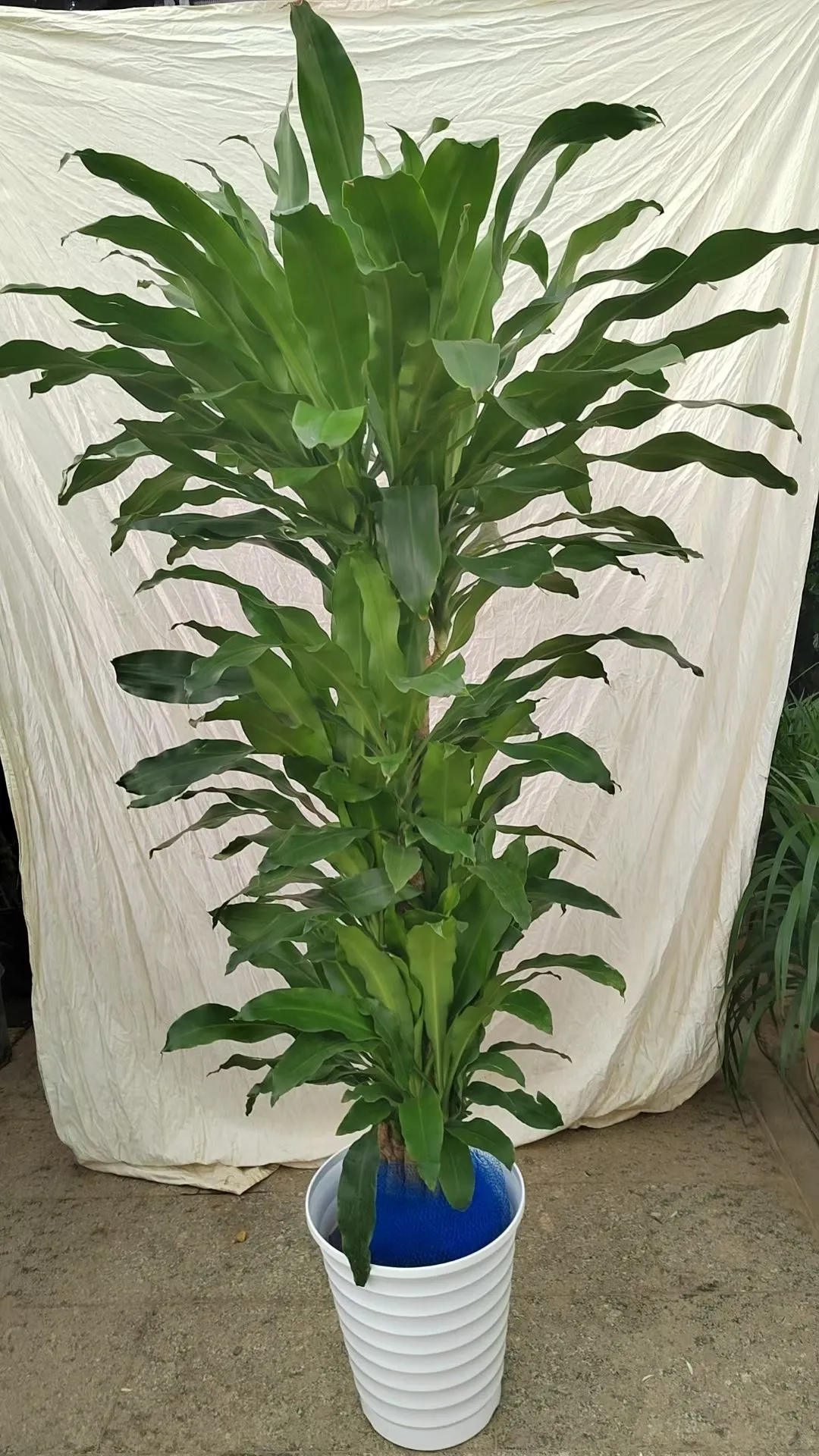 北京绿植租赁、绿植造景、年宵花、蝴蝶兰