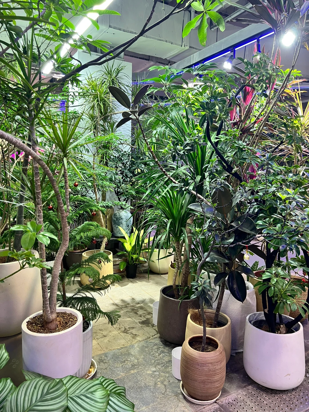 这是什么神仙绿植！太好看了吧！