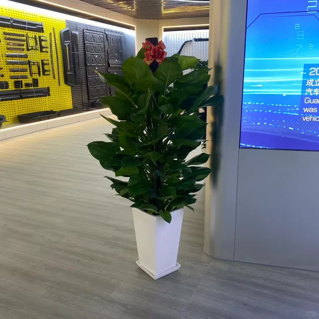 深圳绿植租赁批发同城两小时送达