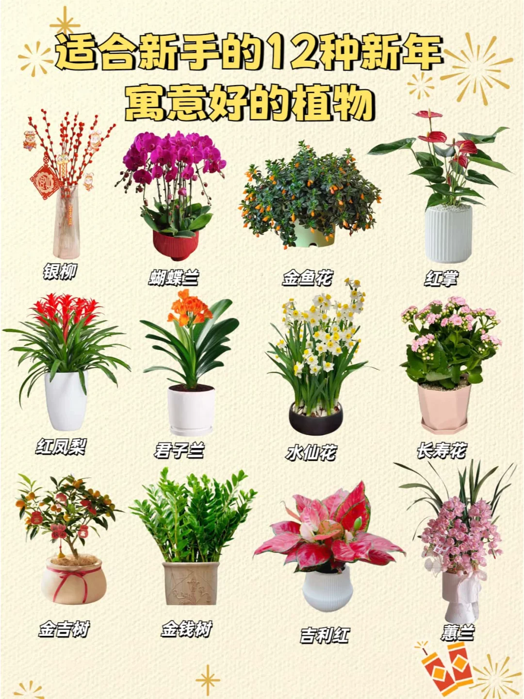 ?️12款高颜值寓意好的年宵花推荐⭕️