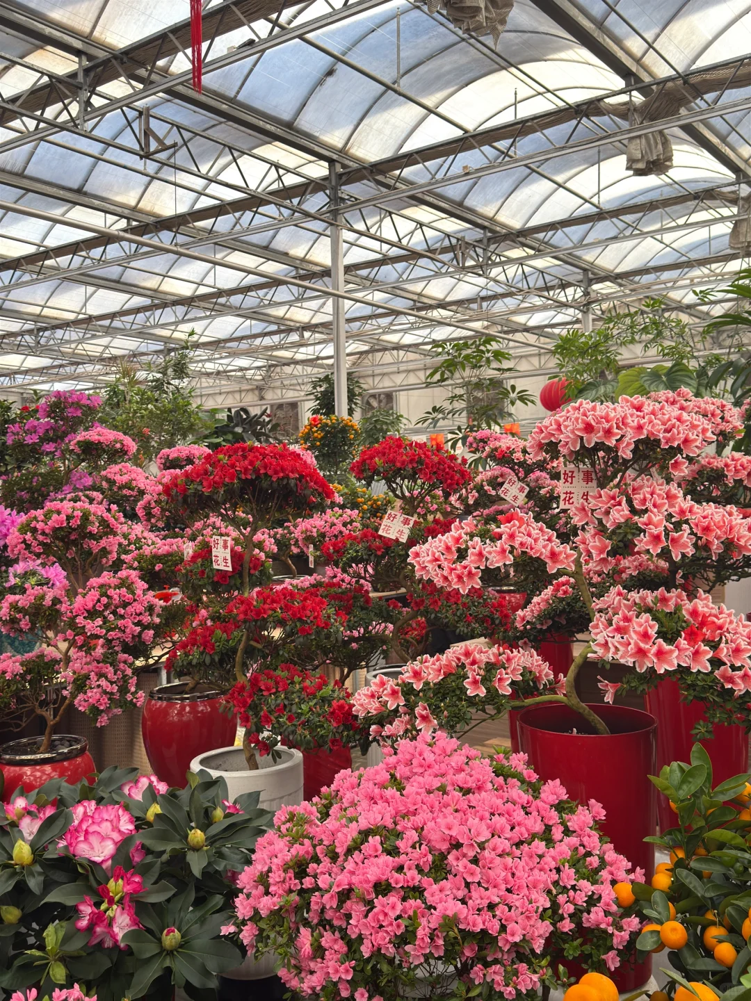 心中第一花市瞅一瞅