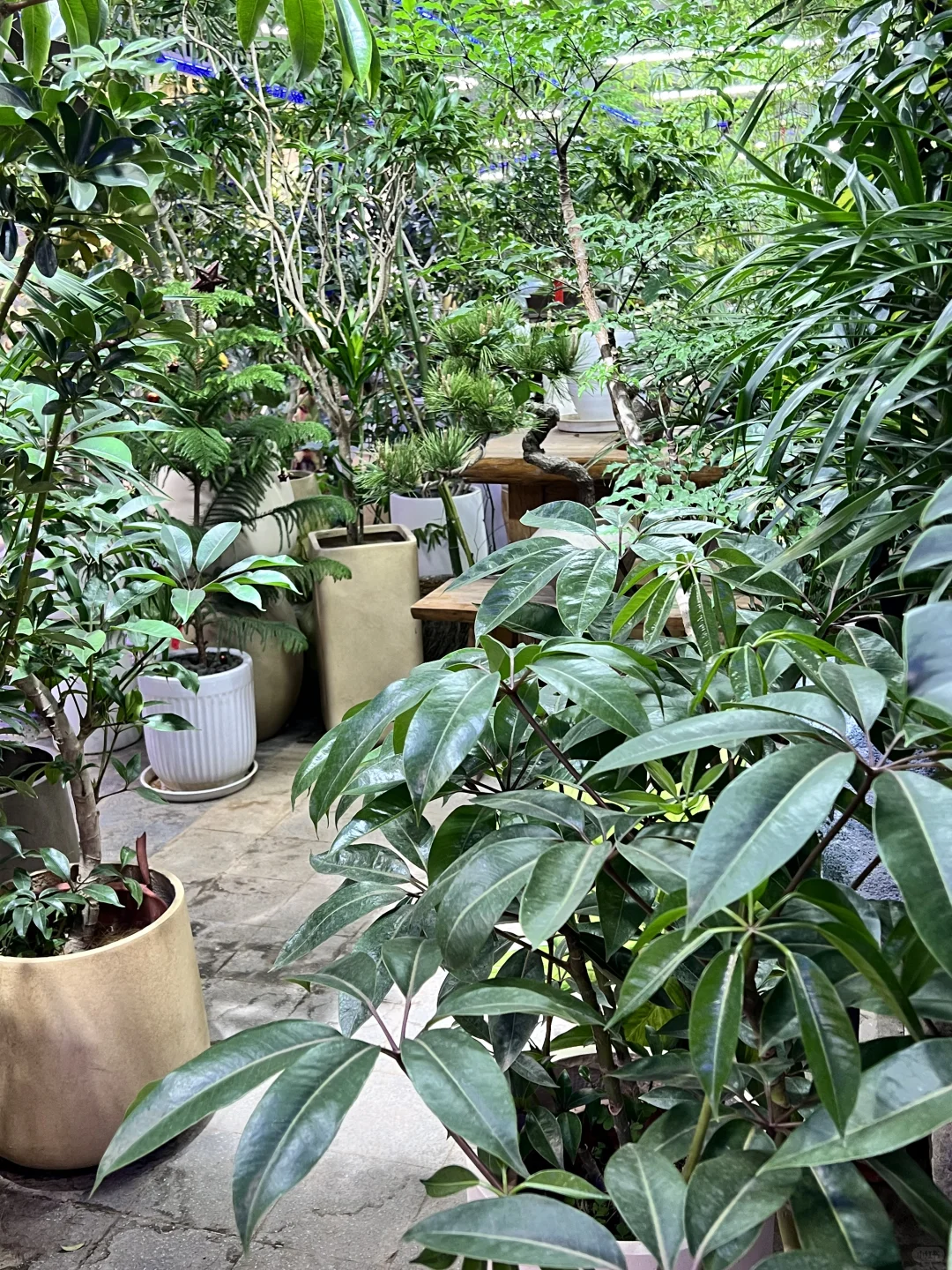 这是什么神仙绿植！太好看了吧！