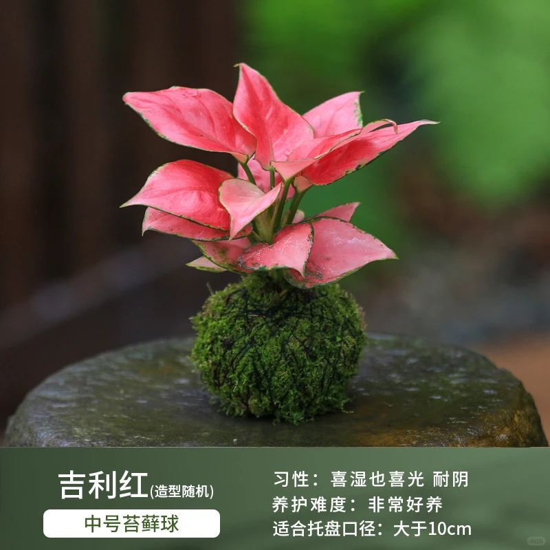 盆栽花卉组合，一镜到底～