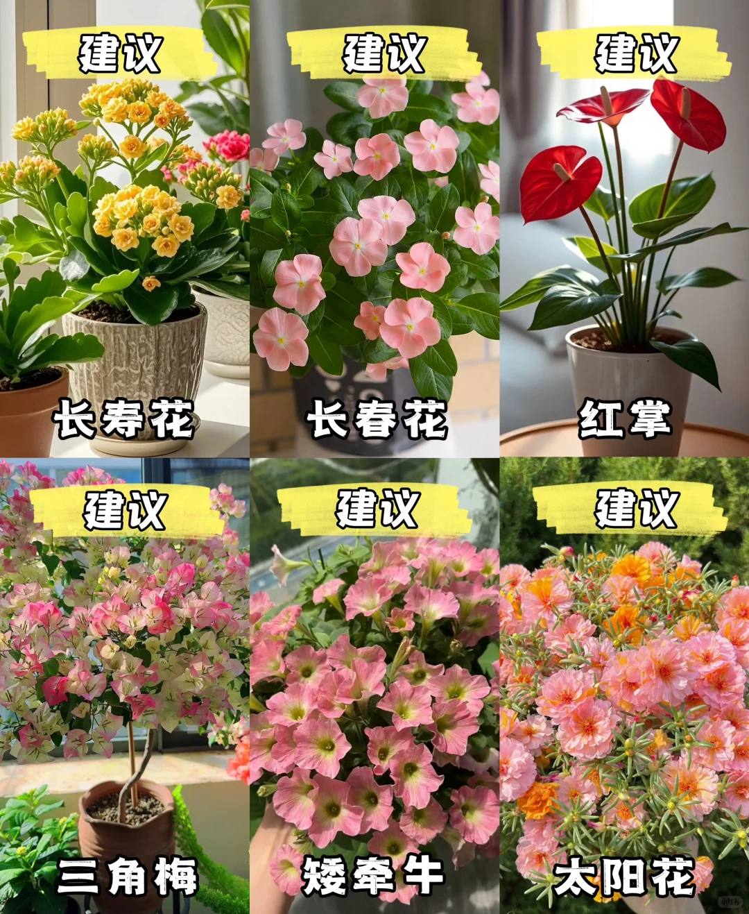 新手小白?｜建议养的花与不建议养的花?