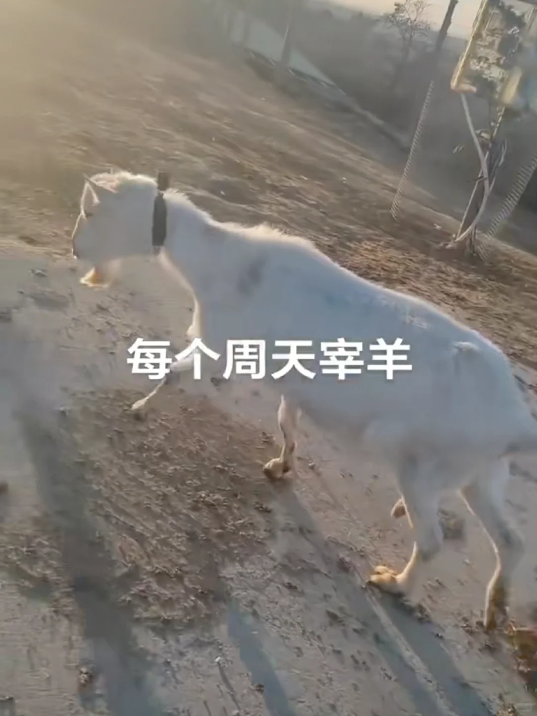 有需要羊副产品的嘛，羊奶羊腿羊排羊蝎子