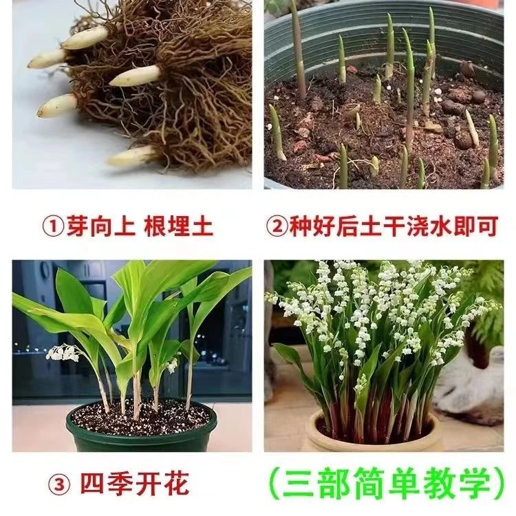 ?铃兰 | 世间最纯洁的白色小花