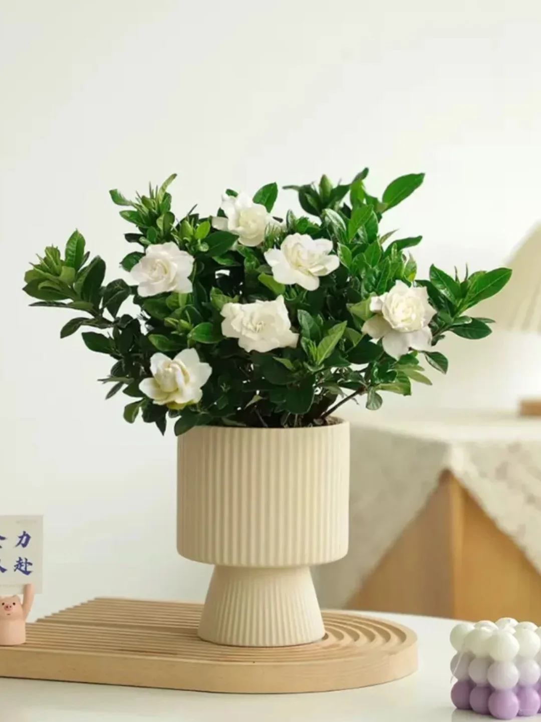 家里养花｜观花盆栽