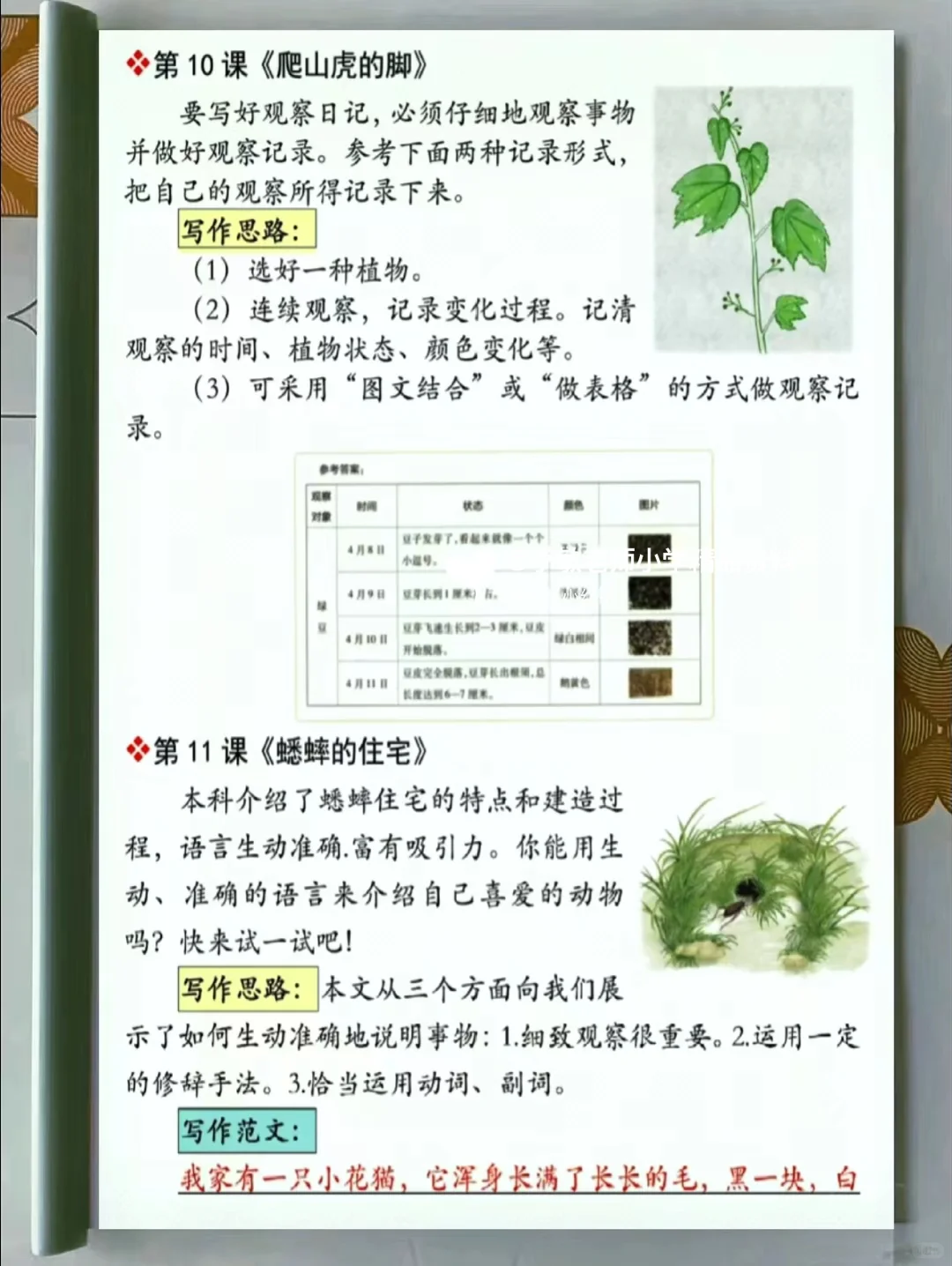 太好用了‼️四年级上册语文课后仿写小练笔