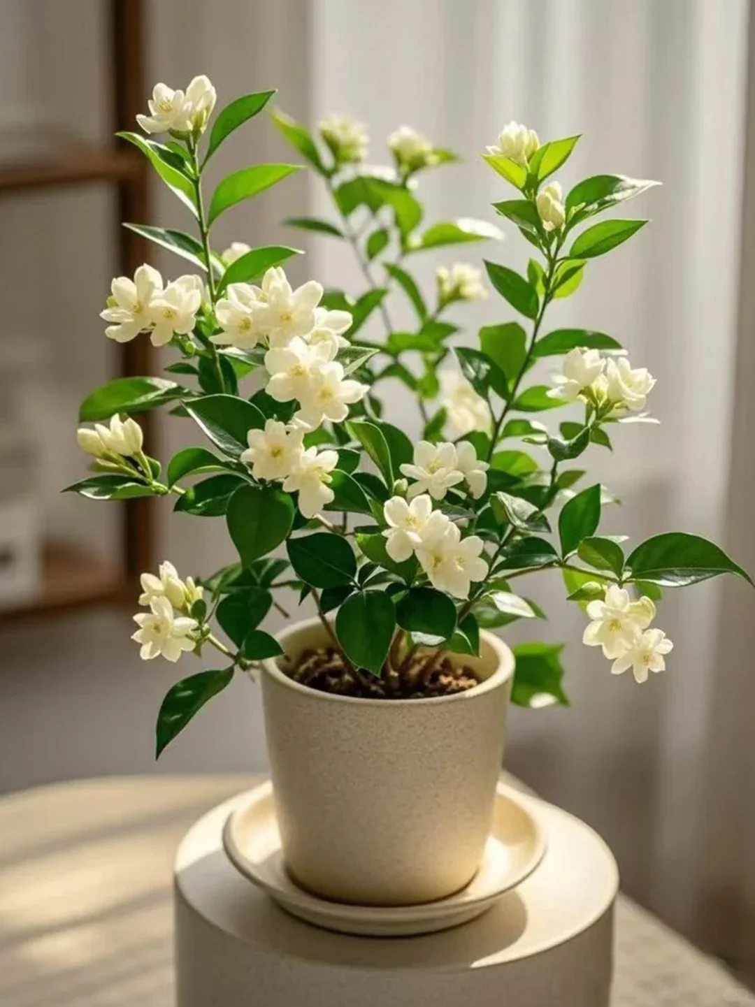 家里养花｜观花盆栽