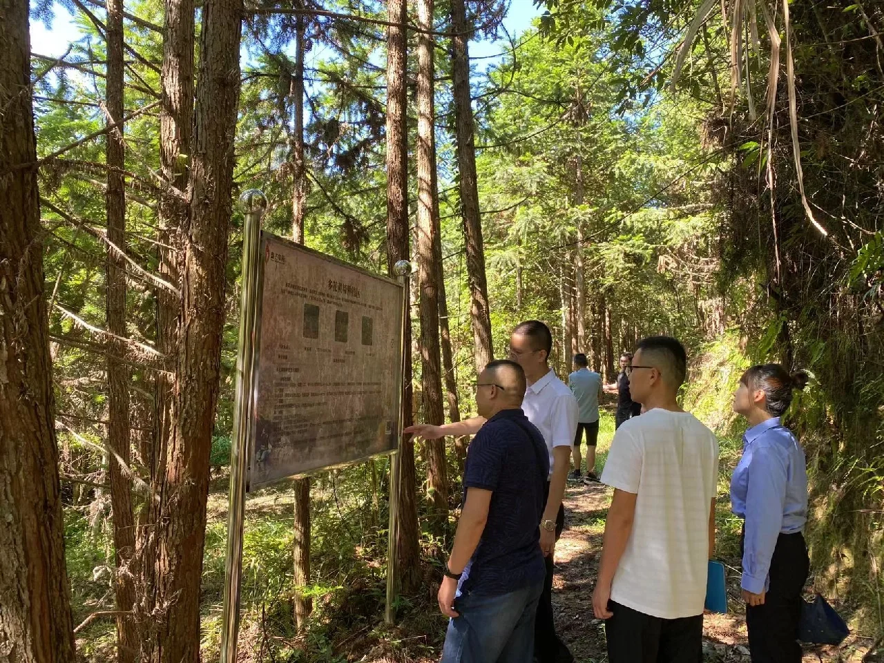 林下经济-常口黄精