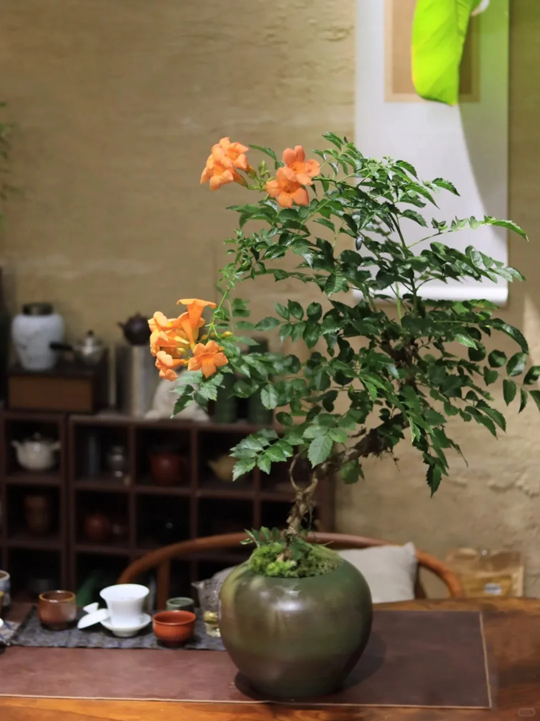 家里养花｜观花盆栽