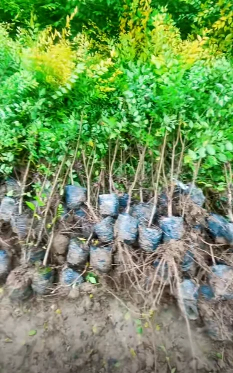 金叶榆小苗有需要的吗，可以出圃了