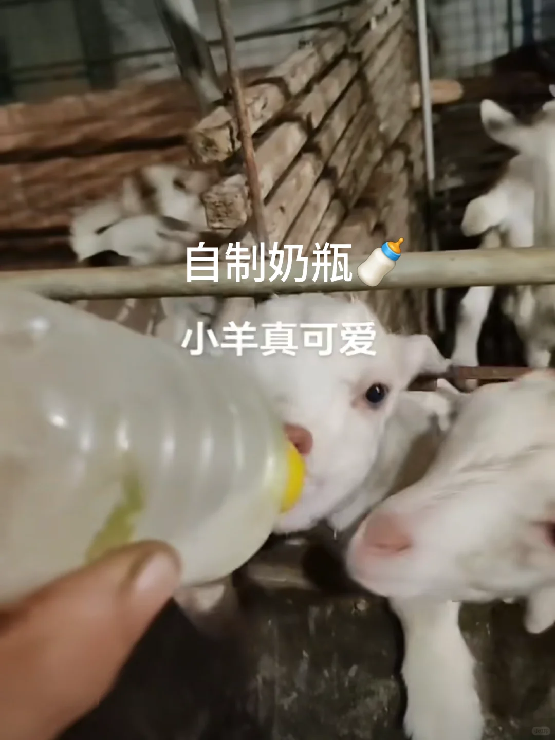 有需要羊副产品的嘛，羊奶羊腿羊排羊蝎子