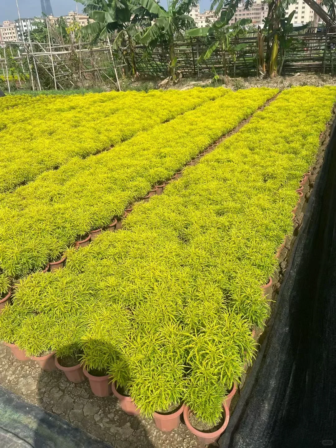 三爪金龙，鸡爪榕