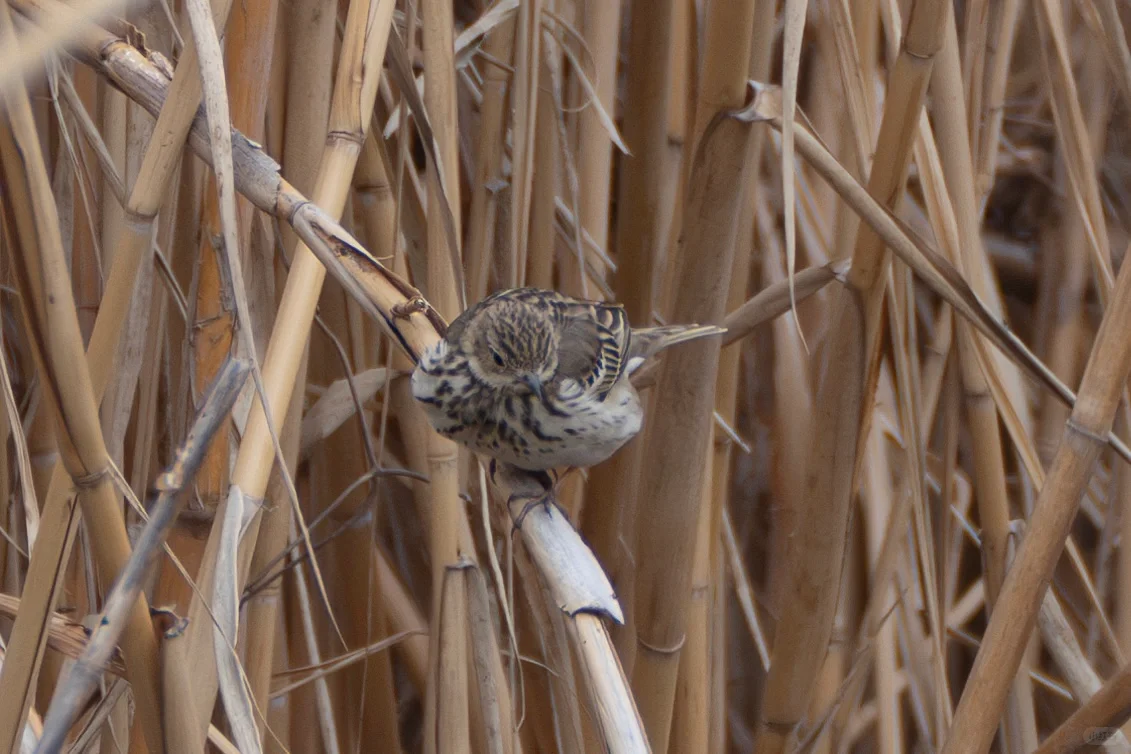 江苏省新记录--林鹨