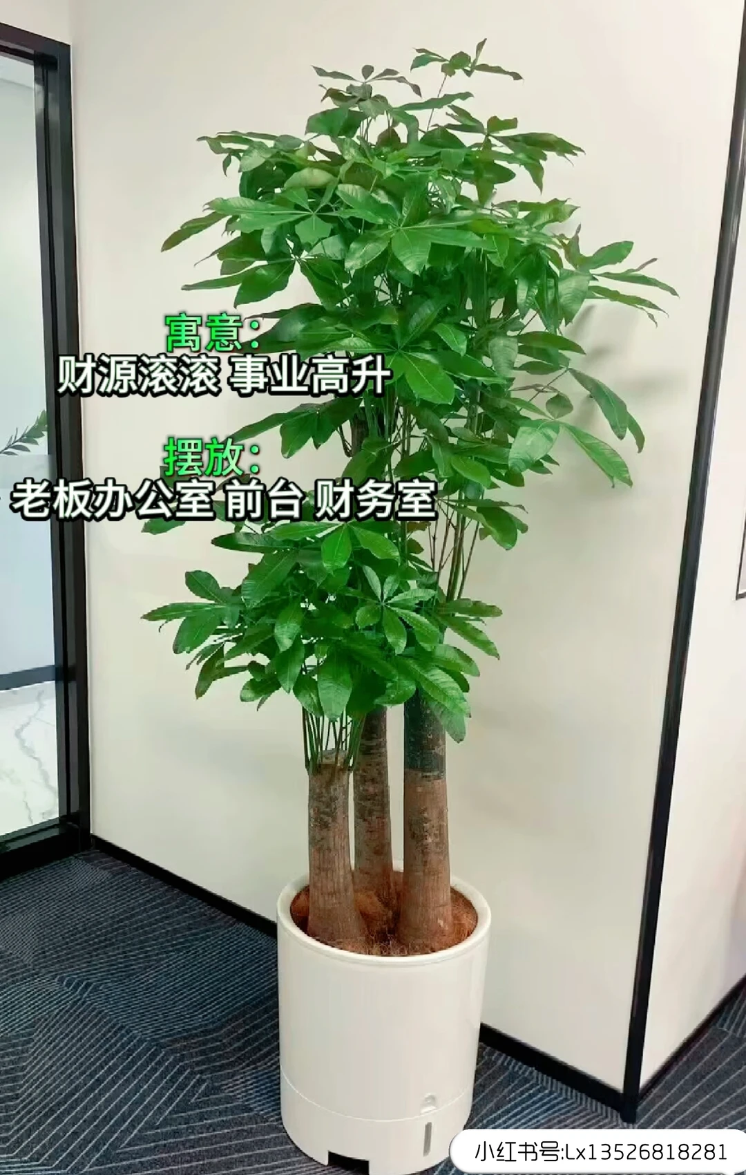 12种办公室大型绿植推荐｜寓意+养护指南