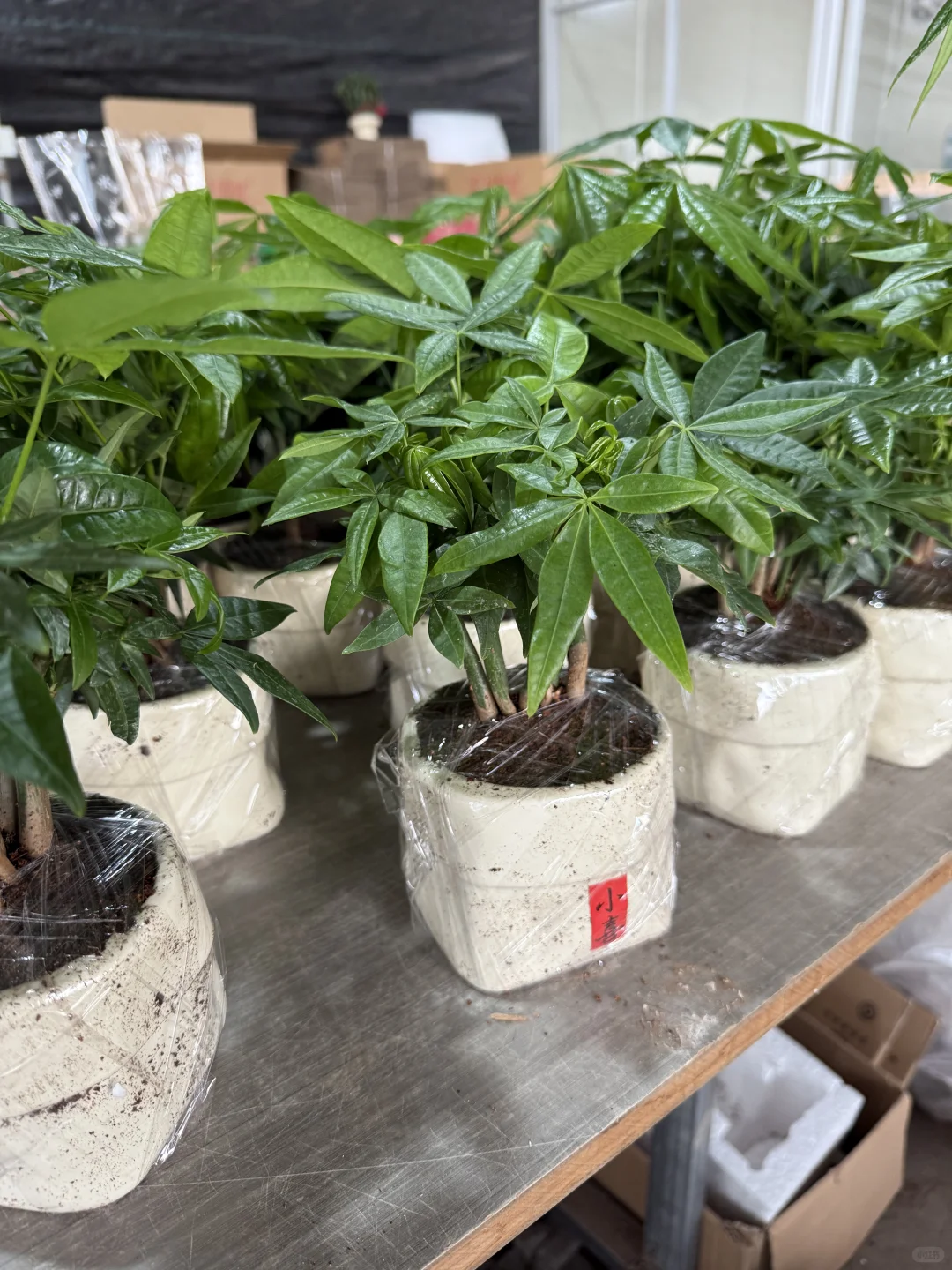 刚刚，拿下我的小森林?发财树