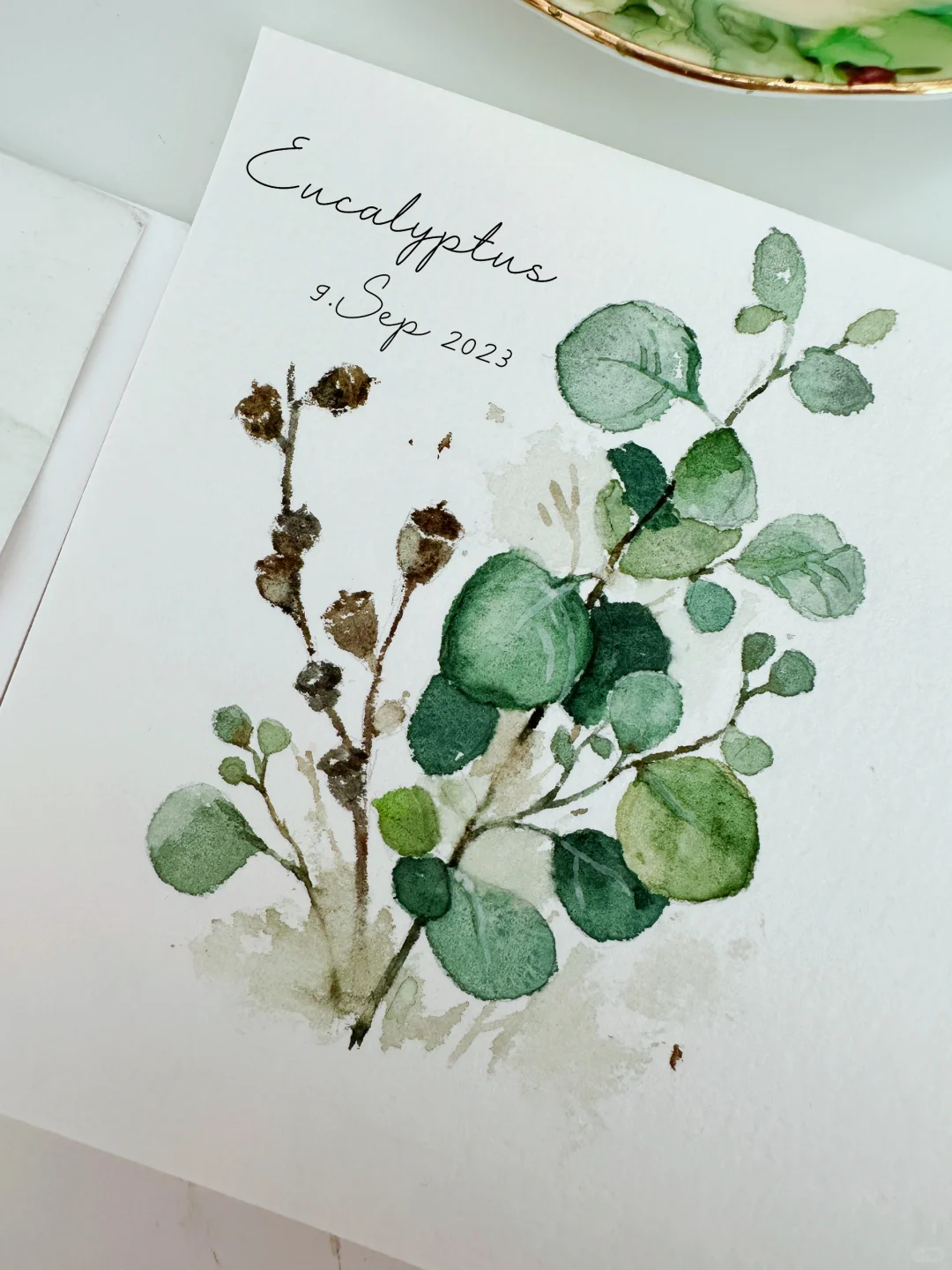 绿意消夏 大圆叶尤加利