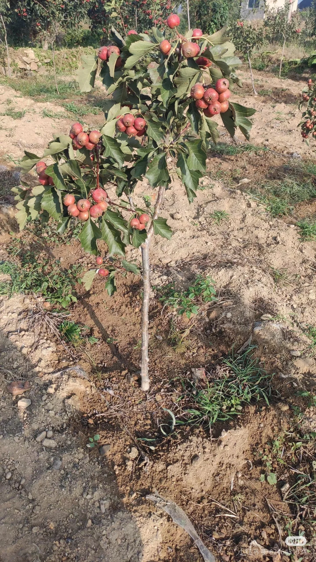 我妈让我发网上，谁买啊