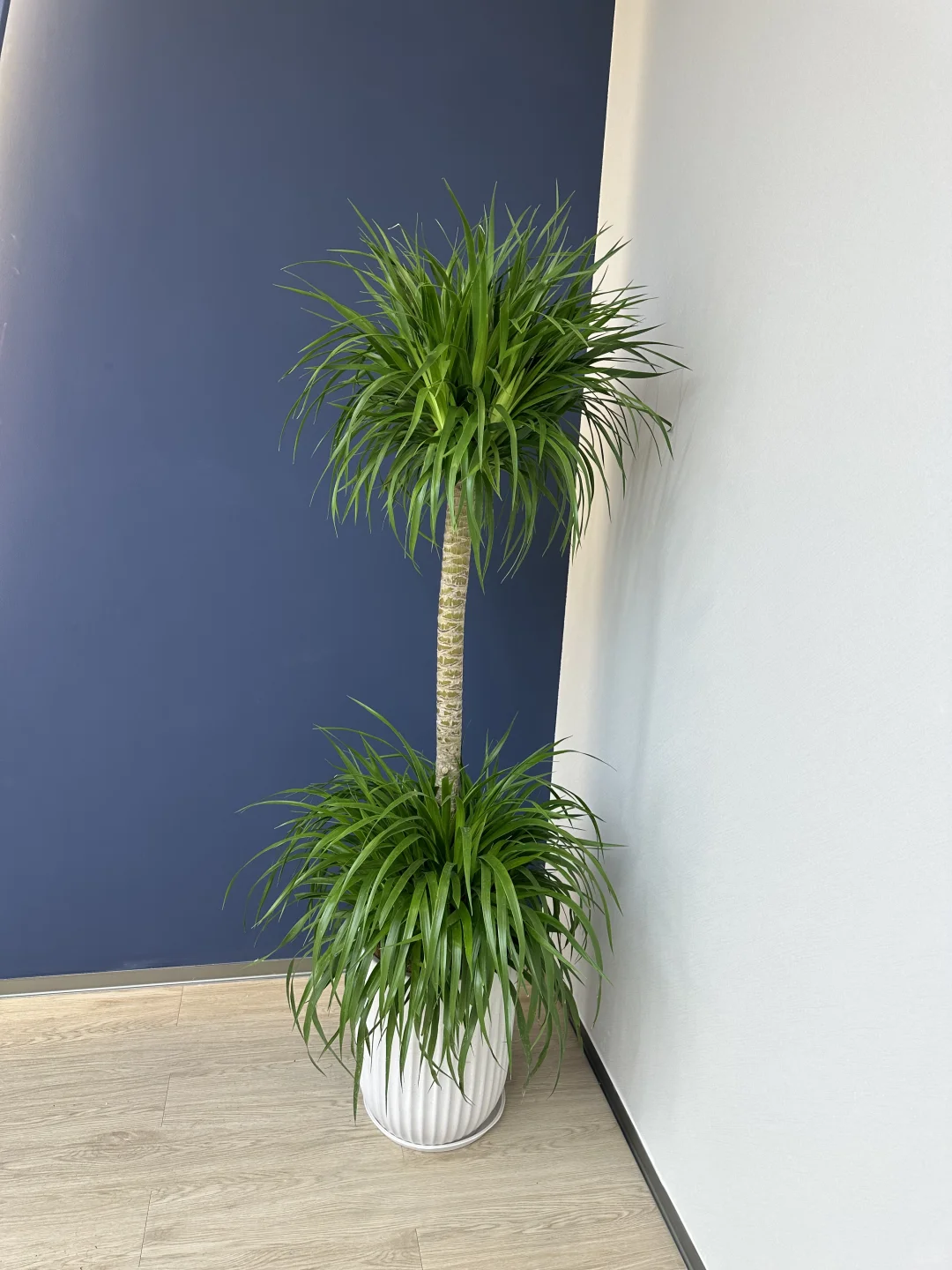 深圳绿植租赁批发，可上门设计出方案。