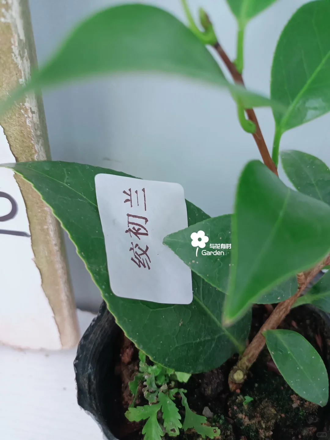 绞初岚日本山茶花苗情实拍/25.08