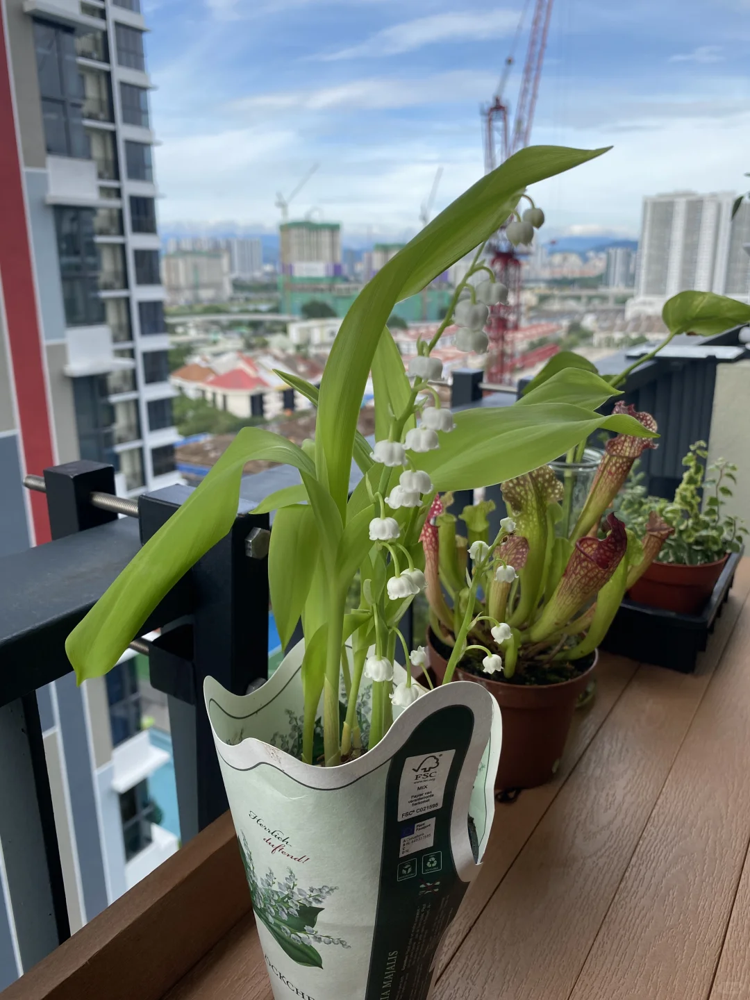 ??鈴蘭終於買到了_請教大神熱帶養護技巧