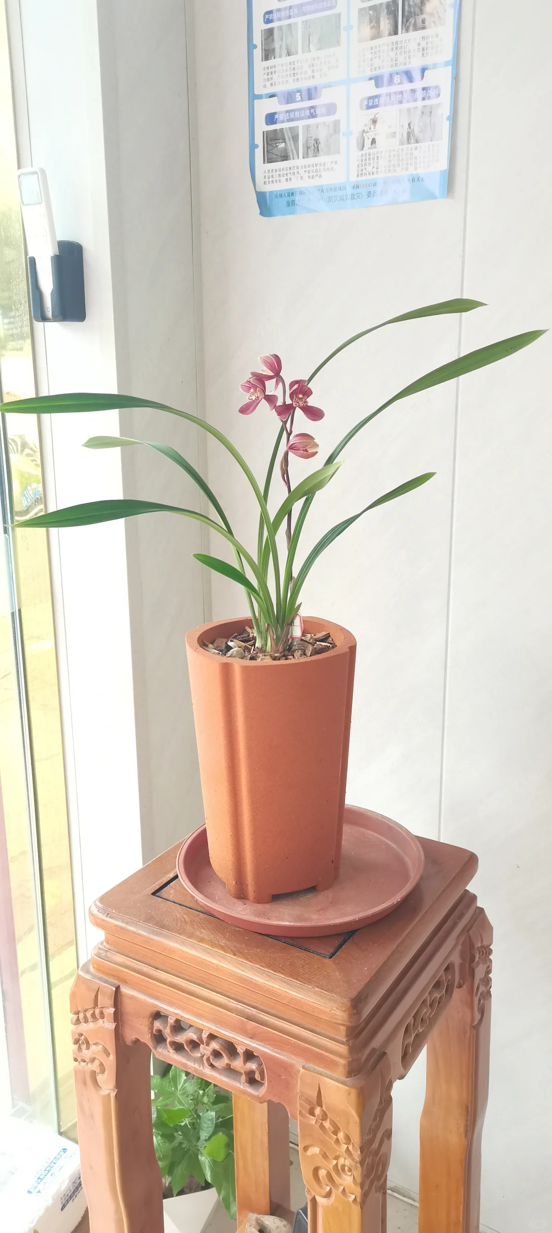 花开盛美，满屋飘香?