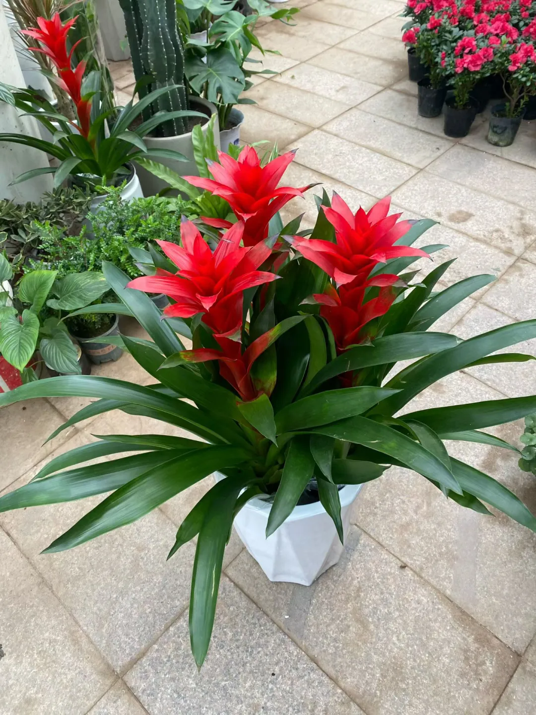 在黄岛属于你们的花卉基地