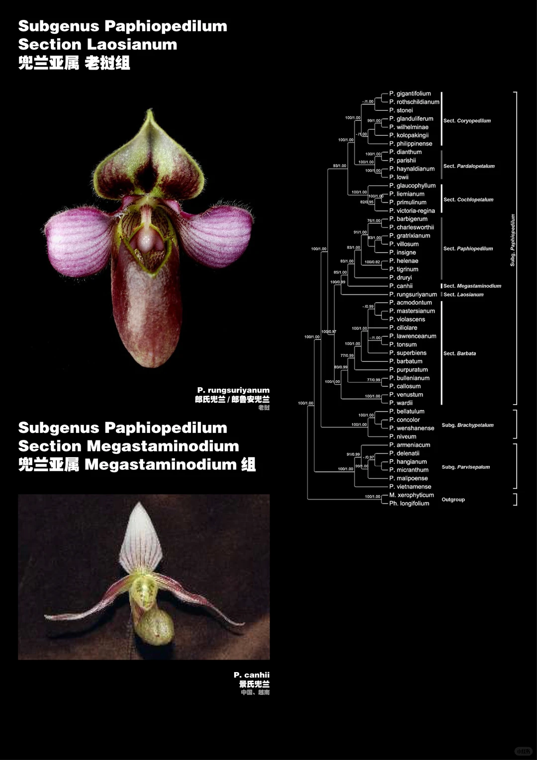 兜兰属植物物种分类图鉴