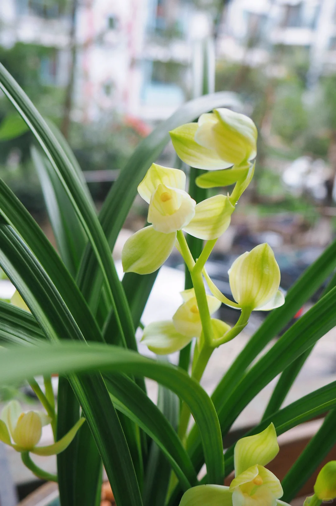 兰花，春剑素荷