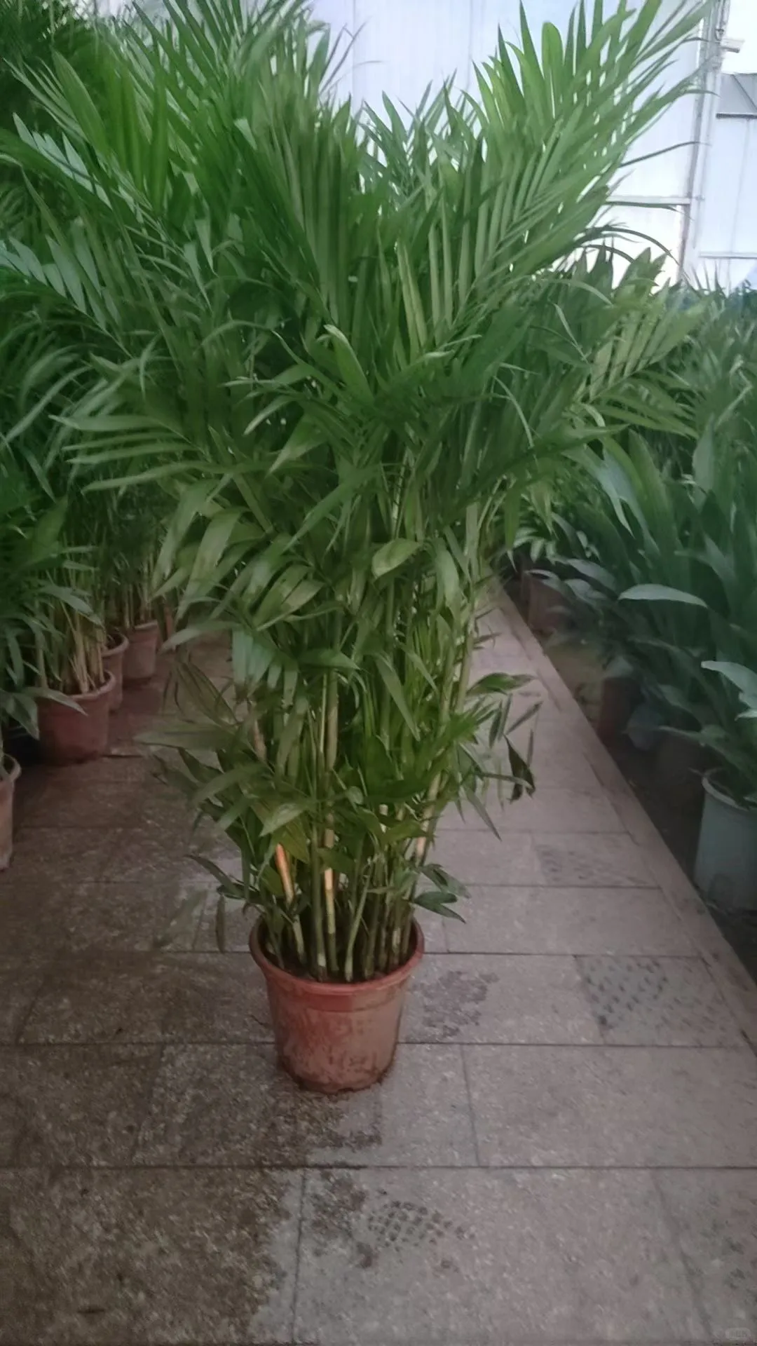 北京绿植租赁、绿植造景、年宵花、蝴蝶兰