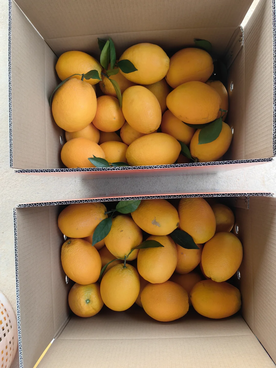 赣南脐橙大丰收，果园直供